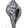 Поющая раковина Shankha Carving продажа в Москве Поющая раковина Shankha Carving купить в Москве: цены, доставка, фото