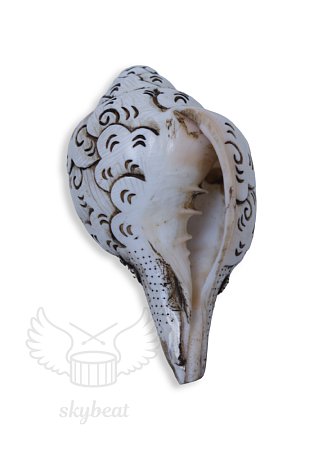Поющая раковина Shankha Carving продажа в Москве Поющая раковина Shankha Carving купить в Москве: цены, доставка, фото
