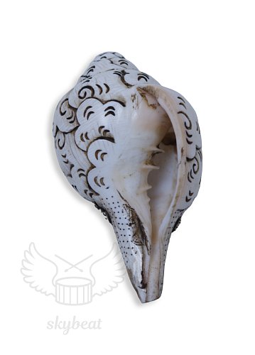 Поющая раковина Shankha Carving продажа в Москве Поющая раковина Shankha Carving купить в Москве: цены, доставка, фото